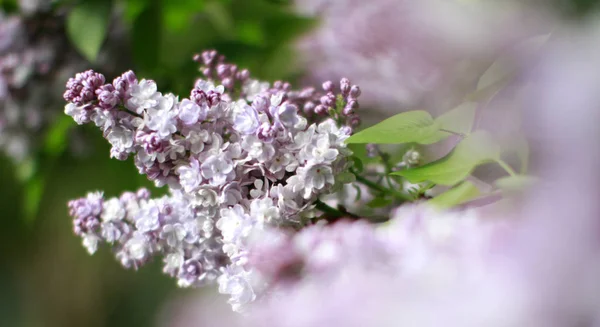 Romantischer Morgen auf Syringa vulgaris lila Blüten mit verschwommener Front — Stockfoto