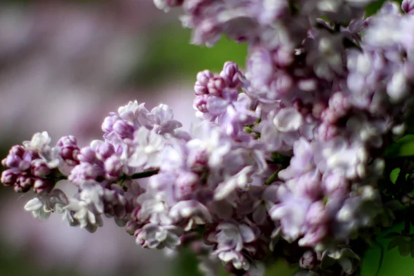 Contrast and texture on lilac with blurry effect for gardening — Stock Photo, Image