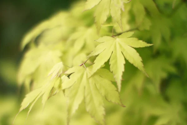 Primo piano delle foglie d'acero verde, effetto sfocatura, inizio autunno — Foto Stock