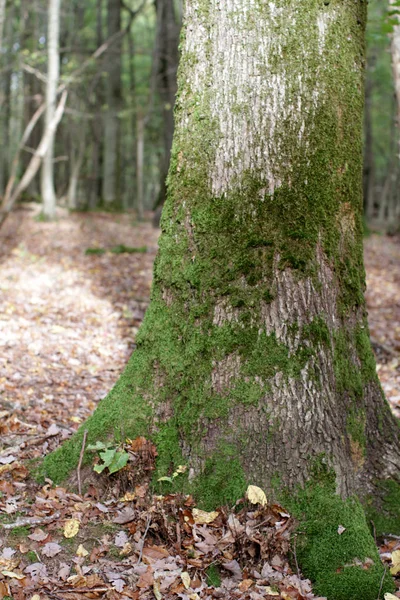 closeup, mossy oak tree in a beautiful forest in fall