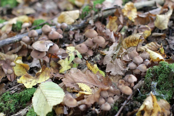 Champignons crapauds avec des feuilles d'automne sur mossy souche dans la forêt — Photo