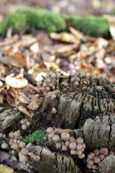 Macro de madeira compostada com fungos selvagens para bela floresta — Fotografia de Stock