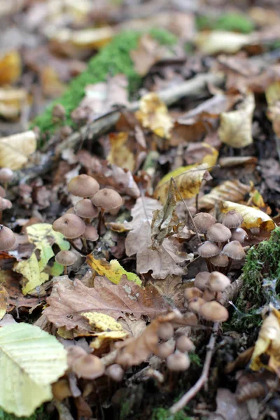 Cogumelos de fabricante de feno com folhas de outono em log de composto natural — Fotografia de Stock