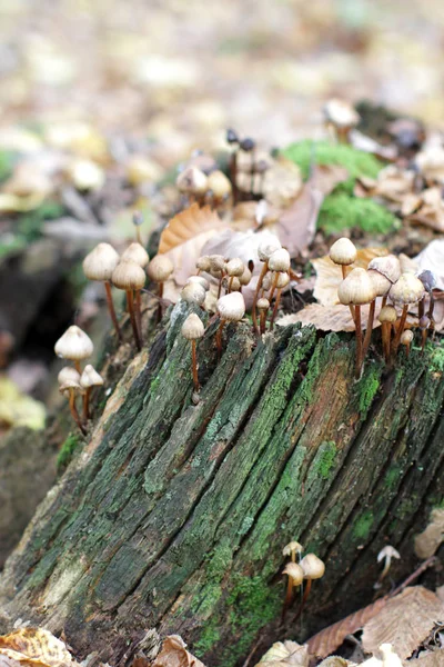 Природні ліси натюрморт з косарки грибів на моховому колоді — стокове фото