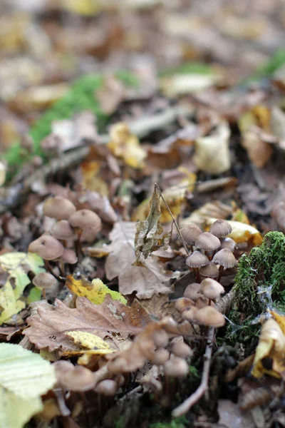 Houby Panaeolus foenisecii s podzimními listy a mechem na půdu — Stock fotografie