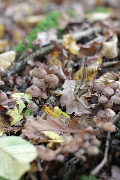 Lesní houby s podzimními listy na kmeni pro přírodní půdu — Stock fotografie