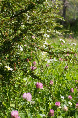 Çalı, mor ve beyaz yonca çiçekleri olan arka bahçe. Yumuşak vahşi bitki örtüsü için. Çimenlikte yaşam çayırlık güç için yakın plan, Avrupa bitkileri