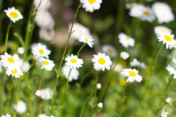 Energi Vilda Blommor Prästkragar Med Suddig Effekt Våren Grön Äng — Stockfoto
