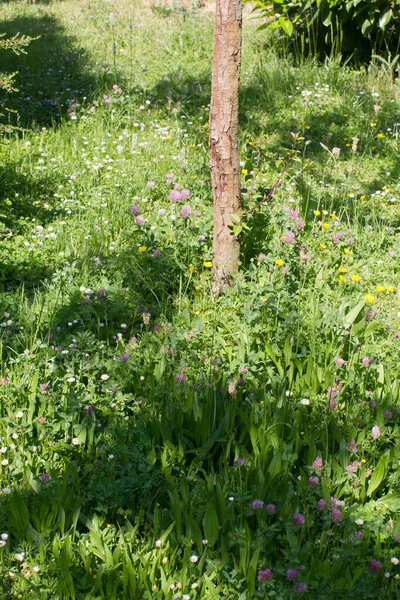 Junger Baum Inmitten Einer Schönen Sanften Wiese Voller Klee Wegerich — Stockfoto