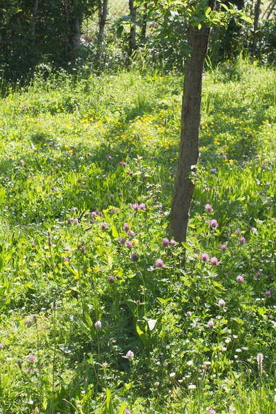 Junger Baum Und Hinterhofhecke Mit Schöner Sanfter Wiese Voller Wildklee — Stockfoto