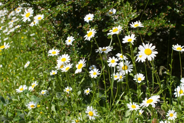 Natureza Ainda Vida Flores Margarida Selvagens Leucanthemum Vulgare Prado Verde — Fotografia de Stock