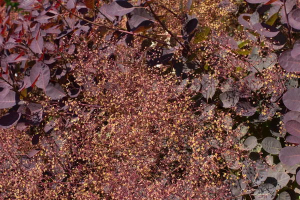 Cotinus Coggygria Nın Yaprakları Tüylü Çiçekleri Veya Doğal Renkleri Renkleri — Stok fotoğraf