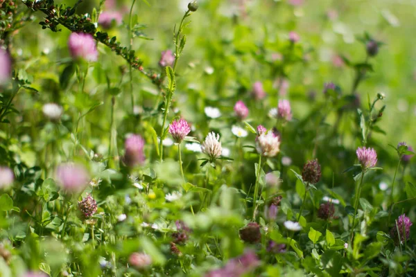 Paarse Witte Klaver Bloemen Voor Melliferous Wilde Flora Sluitingsstilleven Gras — Stockfoto