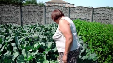 Kadın bahçesinde lahana yatağıyla ilgileniyor. Ev bahçesinde yetişen sebzelerin durumunu kontrol ediyor. Organik tarım, doğal ürünler, sağlıklı beslenme ve geleneksel tarım.