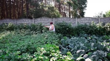 Bir kadın bahçesinde yeşil patates ve lahana arasında olgun ahududu topluyor. Böğürtlen hasadı, doğal tarım, ekolojik beslenme ve organik ürünlerle dolu yaz bahçesi..