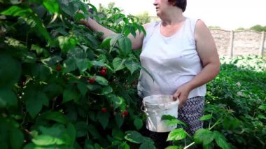 Bir kadın bahçesinde yeşil patates ve lahana arasında olgun ahududu topluyor. Böğürtlen hasadı, doğal tarım, ekolojik beslenme ve organik ürünlerle dolu yaz bahçesi..