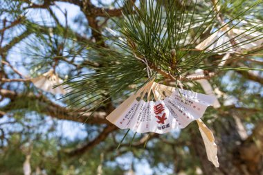 Omikuji, Kyoto Japonya 'daki Chionji tapınağındaki ağaçlara asıldı. Omikuji, Shinto tapınaklarında ve Japonya 'daki Budist tapınaklarında kağıt şeritlerine yazılmış rastgele bir servet..