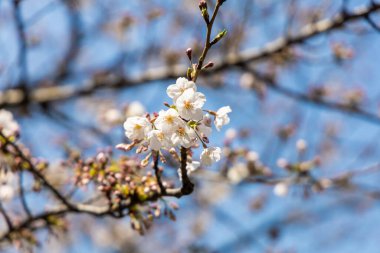 Çiçekli sakura dalı, Tokyo, Japonya 'da ince beyaz taç yaprakları.