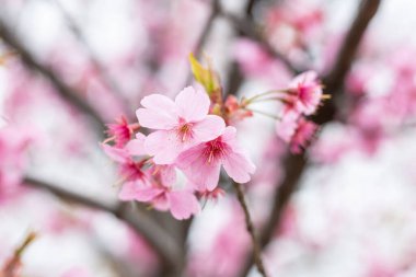 Çiçekli sakura dalı, Tokyo, Japonya 'da ince beyaz taç yaprakları.