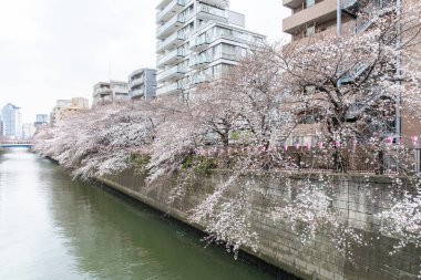 inanılmaz, arka plan, çiçek açan, dal, narin, bahçe, sakura, ilkbahar, beyaz, fon, çiçek, çiçek, çiçek, bokeh, tomurcuk, kiraz, kapanış, dekorasyon, tasarım, hayal