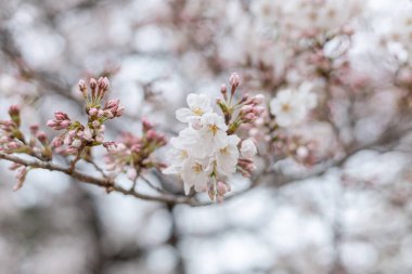 Çiçekli sakura dalı, Tokyo, Japonya 'da ince beyaz taç yaprakları.