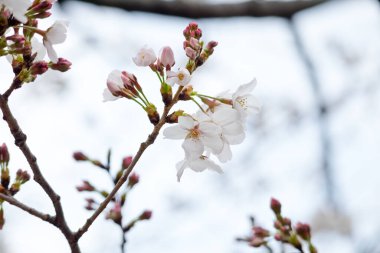 Çiçekli sakura dalı, Tokyo, Japonya 'da ince beyaz taç yaprakları.