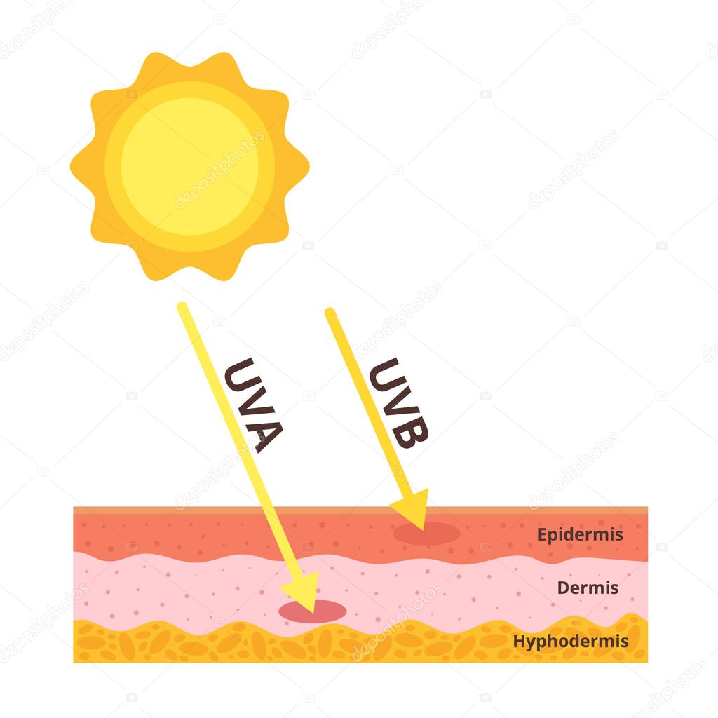 Vector cartoon style illustration of uvb and uva influence on skin layers.