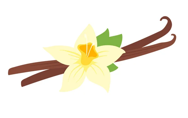 Illustration of vanilla flower — Stock Vector