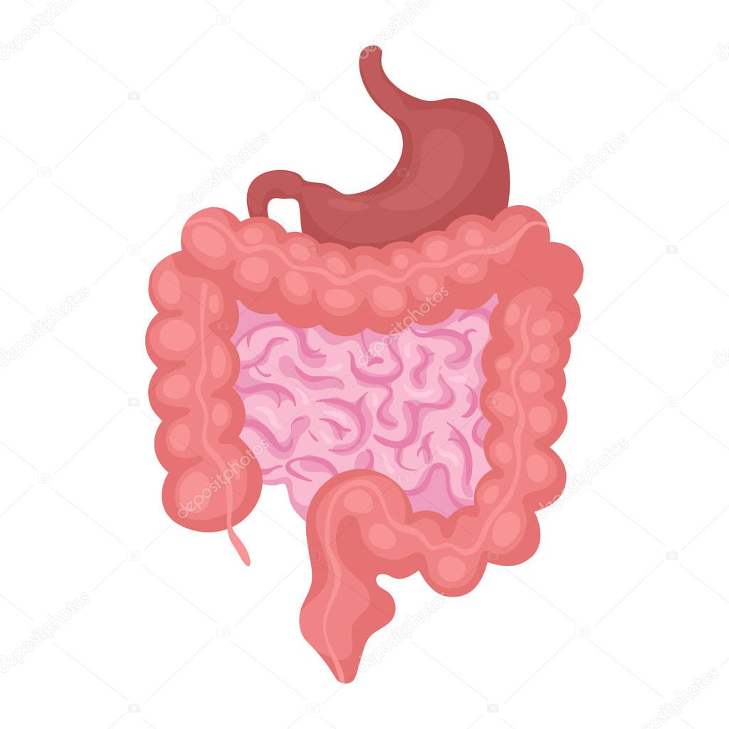 Intestines organ vector illustration