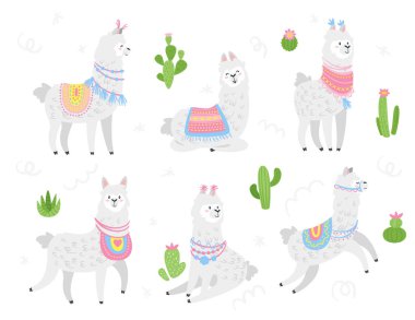 Şirin lama. Alpaka hayvan