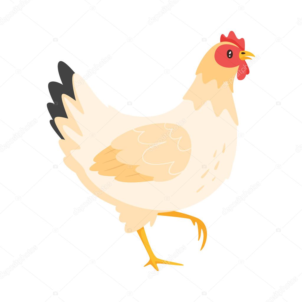 Chicken vector illustration 