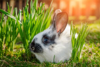 Sevimli küçük Paskalya tavşanı (Paskalya tavşan ya da Paskalya tavşanı) bahar güneşli günde yeşil çimenlerin üzerinde. Folklorik şekil ve Paskalya sembolüdür. Paskalya Doğa bahar sahne arka plan.