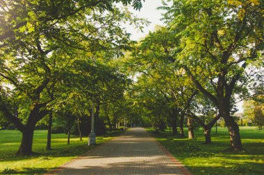 Güneş ışığındaki güzel halk parkı. Güneşli bir günde ağacın gölgesi. Doğal yaz manzarası. Seçici odak ve bulanık arkaplan.