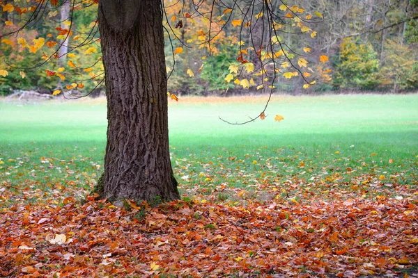 Piękny Jesienny Park Krajobraz Spektakularnymi Drzewami Kolorowymi Kolorowe Liście Parku — Zdjęcie stockowe