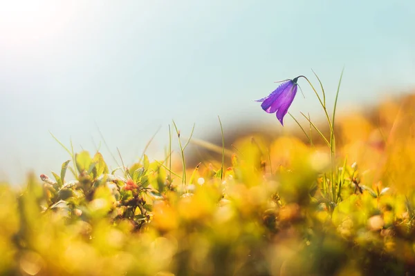 Vista Bellissimi Fiori Primaverili Alla Luce Del Sole Focus Selettivo — Foto Stock