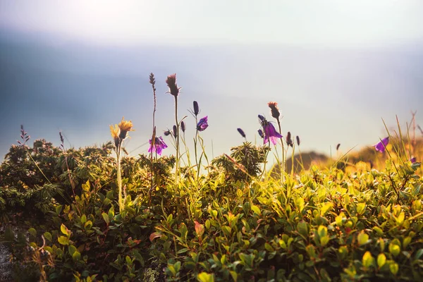 Vista Bellissimi Fiori Primaverili Alla Luce Del Sole Montagne Distanza — Foto Stock