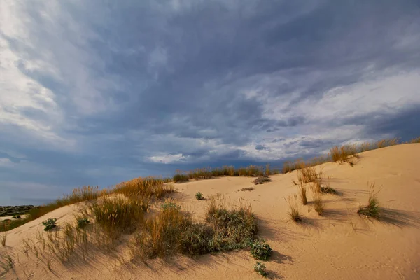 대서양 근처의 과푸른 하늘에 풀들의 여름날입니다 초해변 대서양 포르투갈 스톡 이미지