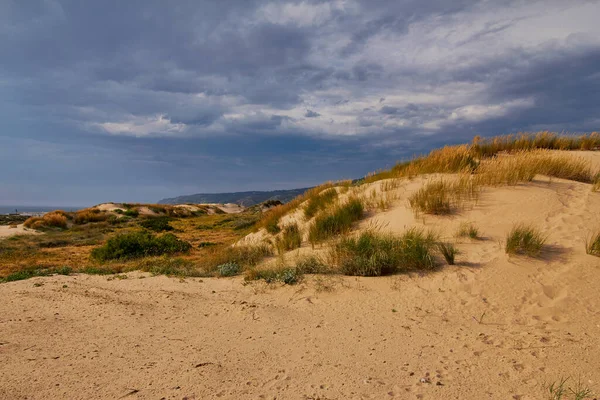 대서양 근처의 과푸른 하늘에 풀들의 여름날입니다 초해변 대서양 포르투갈 스톡 사진