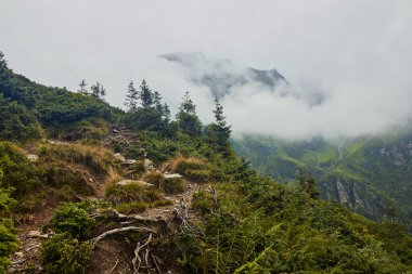 Yaz dağlarının görkemli manzarası. Kayalık tepeler ve sisli kozalaklı orman tepeleri manzarası. Fagaras Dağları. Transilvanya. Romanya. Vahşi doğa rahatlatıcı arka plan.