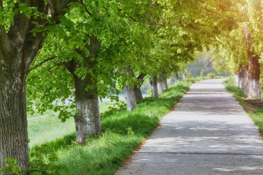 Güneşli bir günde halka açık bir parkta güzel bir ara sokak. Doğa ilkbahar manzarası. Seçici odak ve bulanık arkaplan.