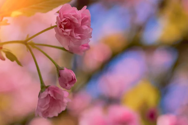 Close Beautiful Pink Cherry Blossom Sakura Flower Springtime Blooming Plants — Stock Photo, Image