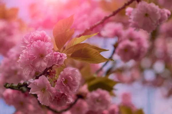 Close Beautiful Pink Cherry Blossom Sakura Flower Springtime Blooming Plants — Stock Photo, Image