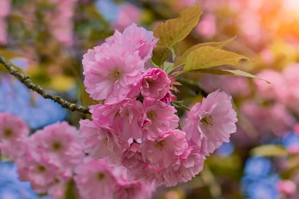 Close Beautiful Pink Cherry Blossom Sakura Flower Springtime Blooming Plants — Stock Photo, Image