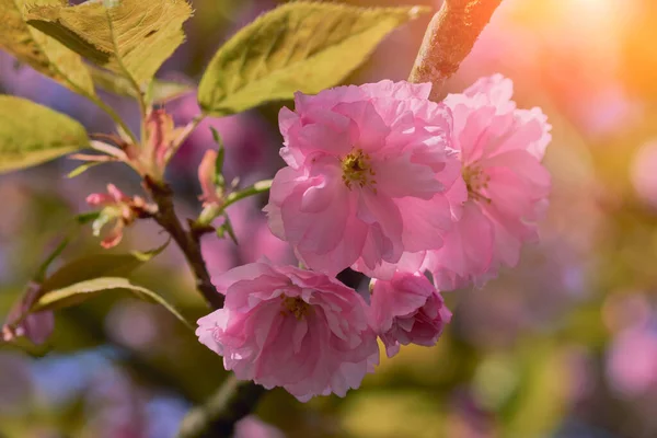 Close Beautiful Pink Cherry Blossom Sakura Flower Springtime Blooming Plants — Stock Photo, Image