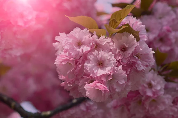 Close Beautiful Pink Cherry Blossom Sakura Flower Springtime Blooming Plants — Stock Photo, Image