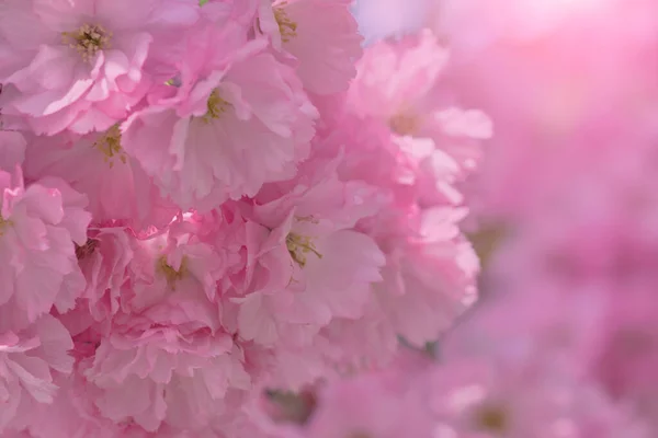 Close Van Mooie Roze Kersenbloesem Sakura Bloem Bloeiende Lenteplanten Selectieve — Stockfoto