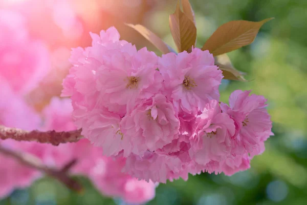 Close Beautiful Pink Cherry Blossom Sakura Flower Springtime Blooming Plants — Stock Photo, Image