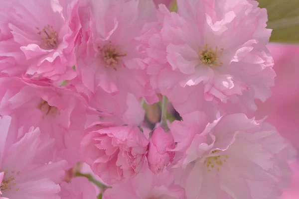 Close Beautiful Pink Cherry Blossom Sakura Flower Springtime Blooming Plants — Stock Photo, Image