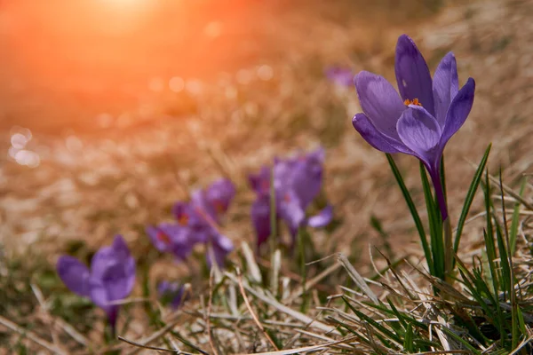 Gruppo Crochi Viola Alla Luce Del Sole Primo Piano Fiori — Foto Stock