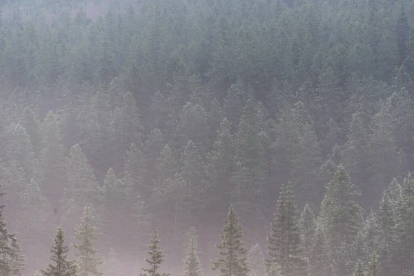 Paisagem Floresta Montanha Declive Baixa Nuvem Deitada Com Coníferas Perenes — Fotografia de Stock